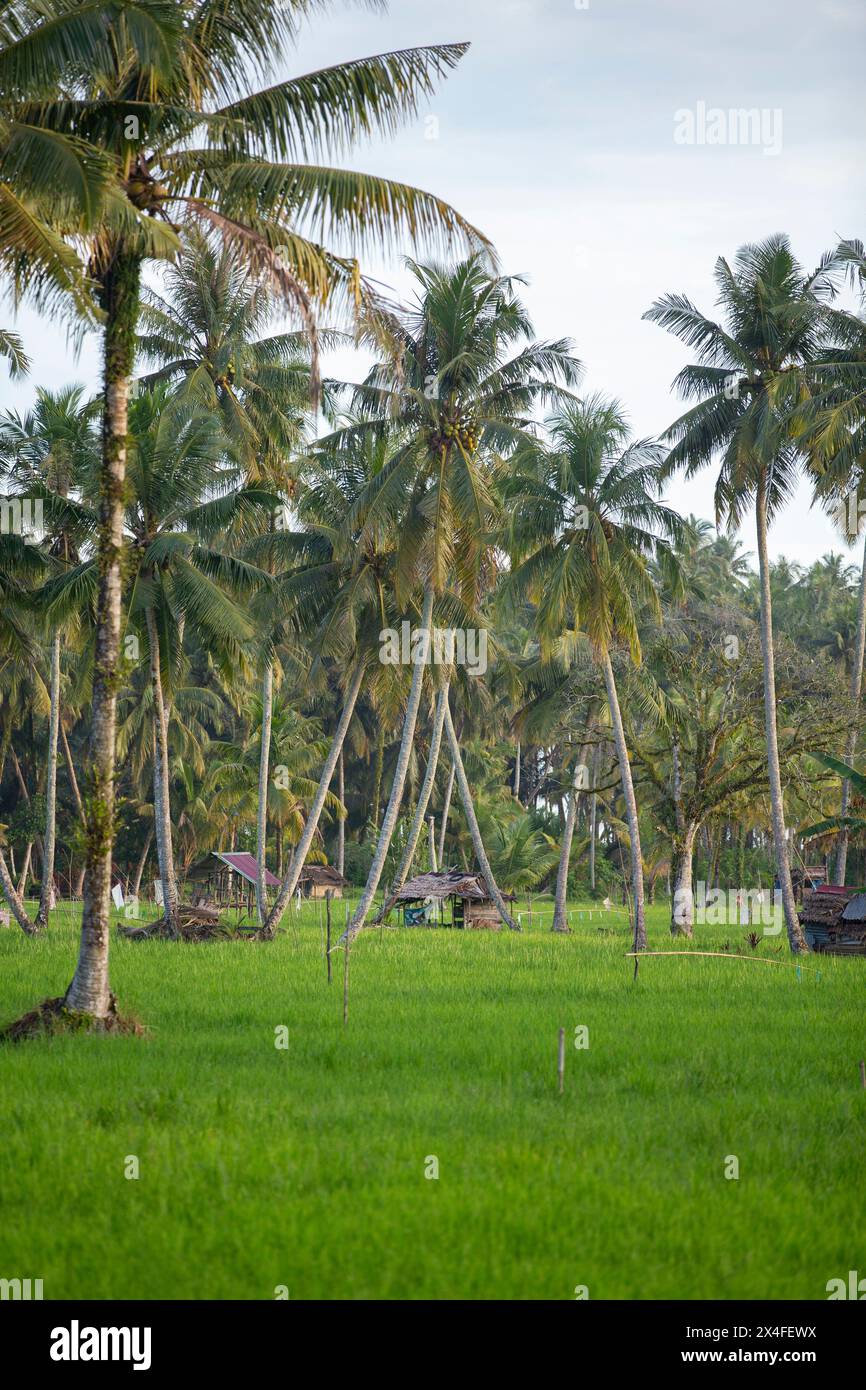 Paddy Field, Nias, Sumatra settentrionale, Indonesia Foto Stock