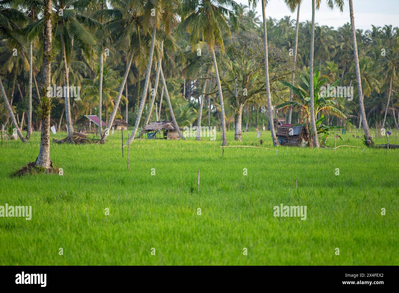 Paddy Field, Nias, Sumatra settentrionale, Indonesia Foto Stock