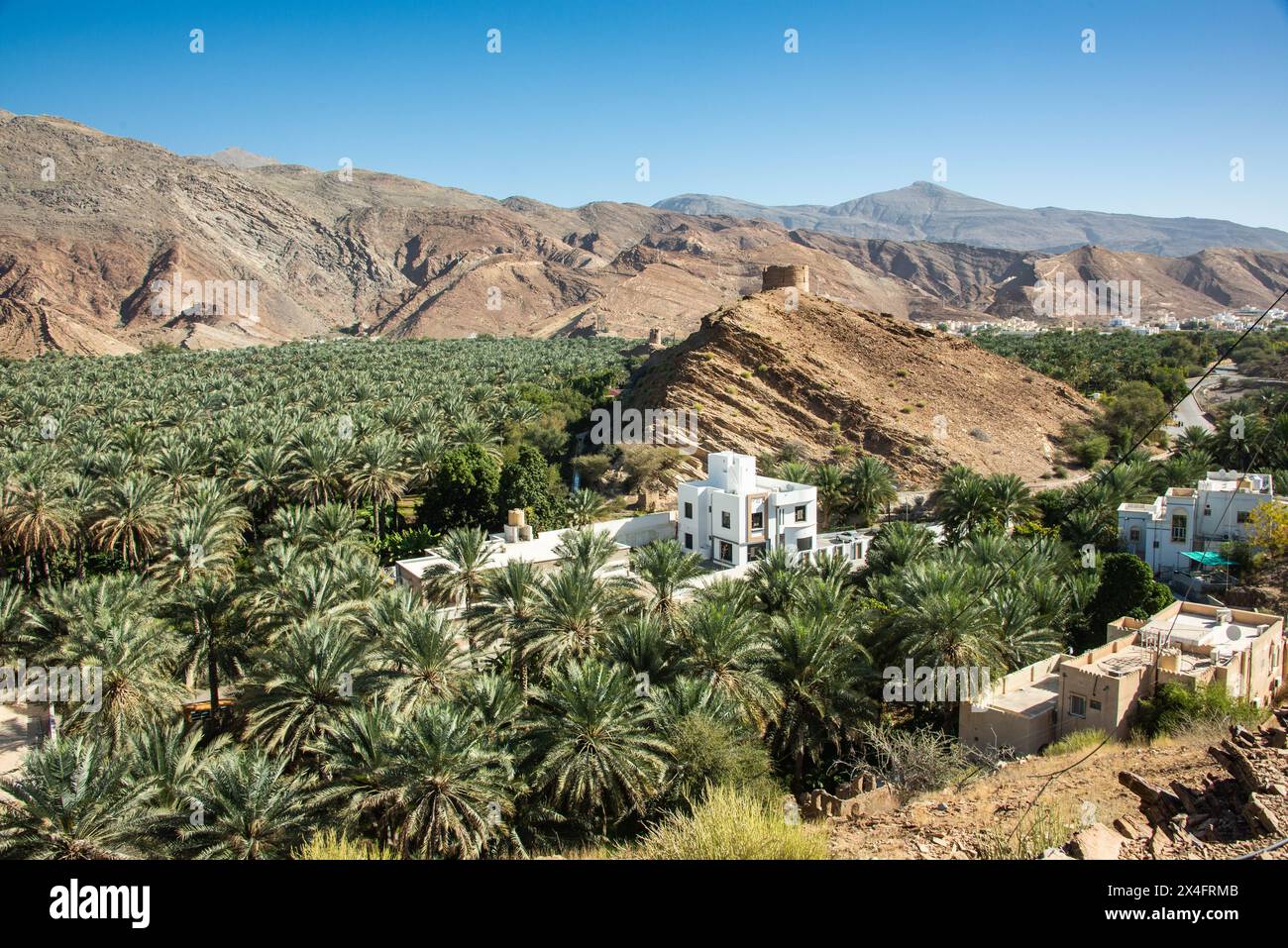 Un'oasi di palme da dattero, Birkat al Mouz, Oman Foto Stock
