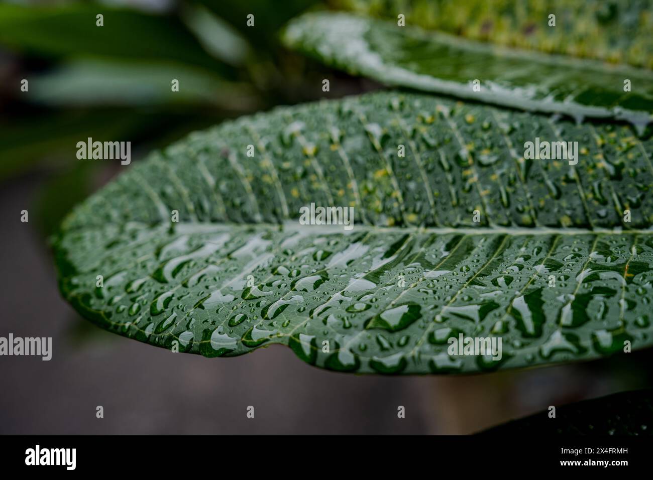 Un'immagine ravvicinata dettagliata che cattura le gocce di pioggia fresche su una foglia verde brillante, mostrando i motivi e le texture intricate della natura. Foto Stock