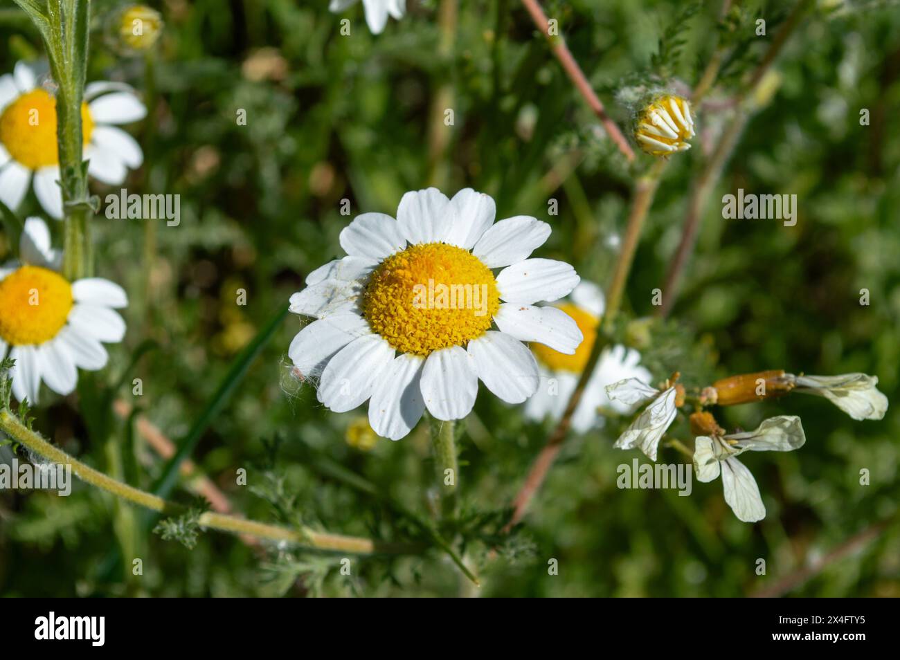 Fiori selvatici primaverili, Chamomile bastarda Foto Stock