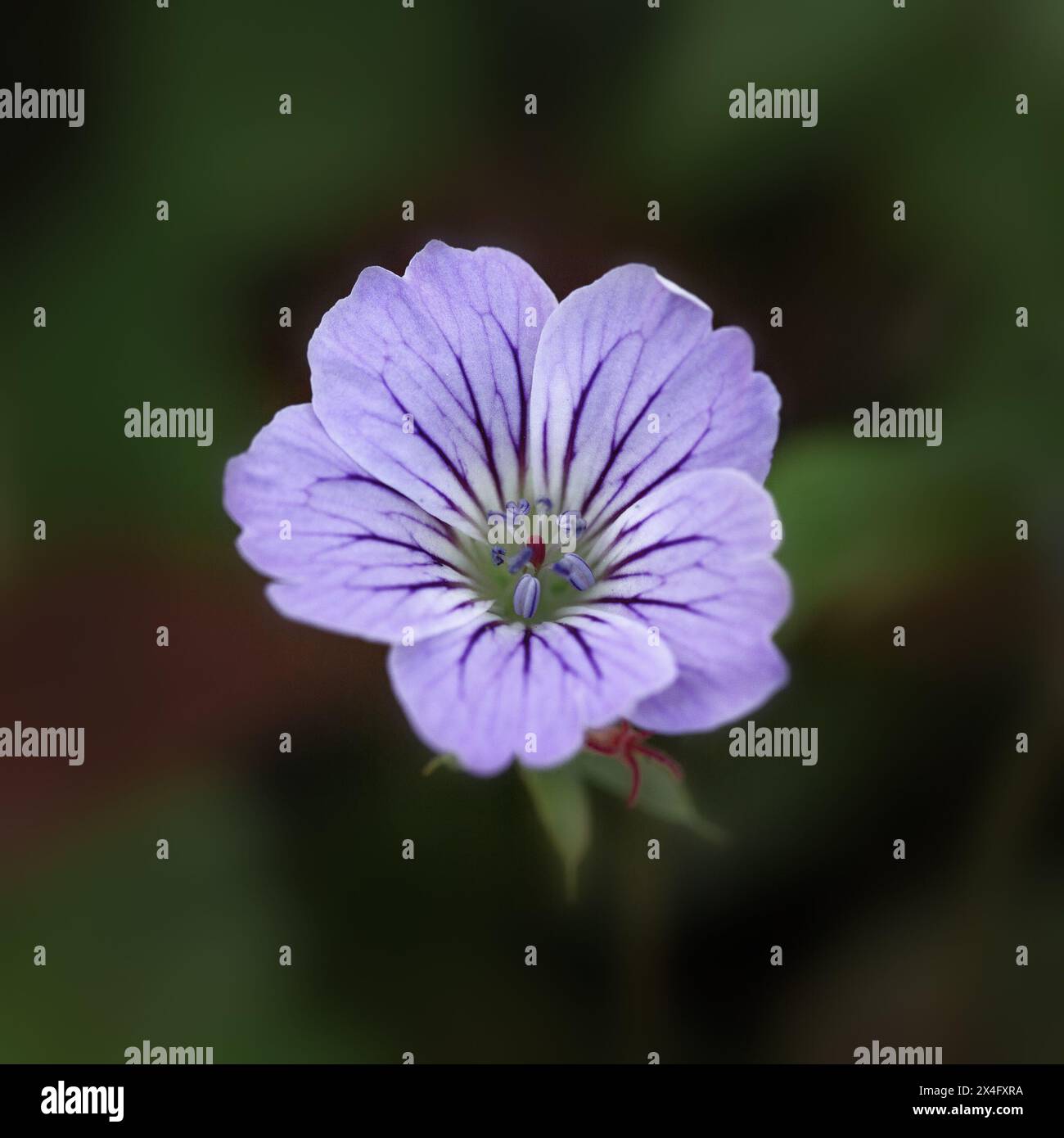 Primo piano di un singolo fiore di gru (Geranium nodosum "Svelte Lilac") Foto Stock