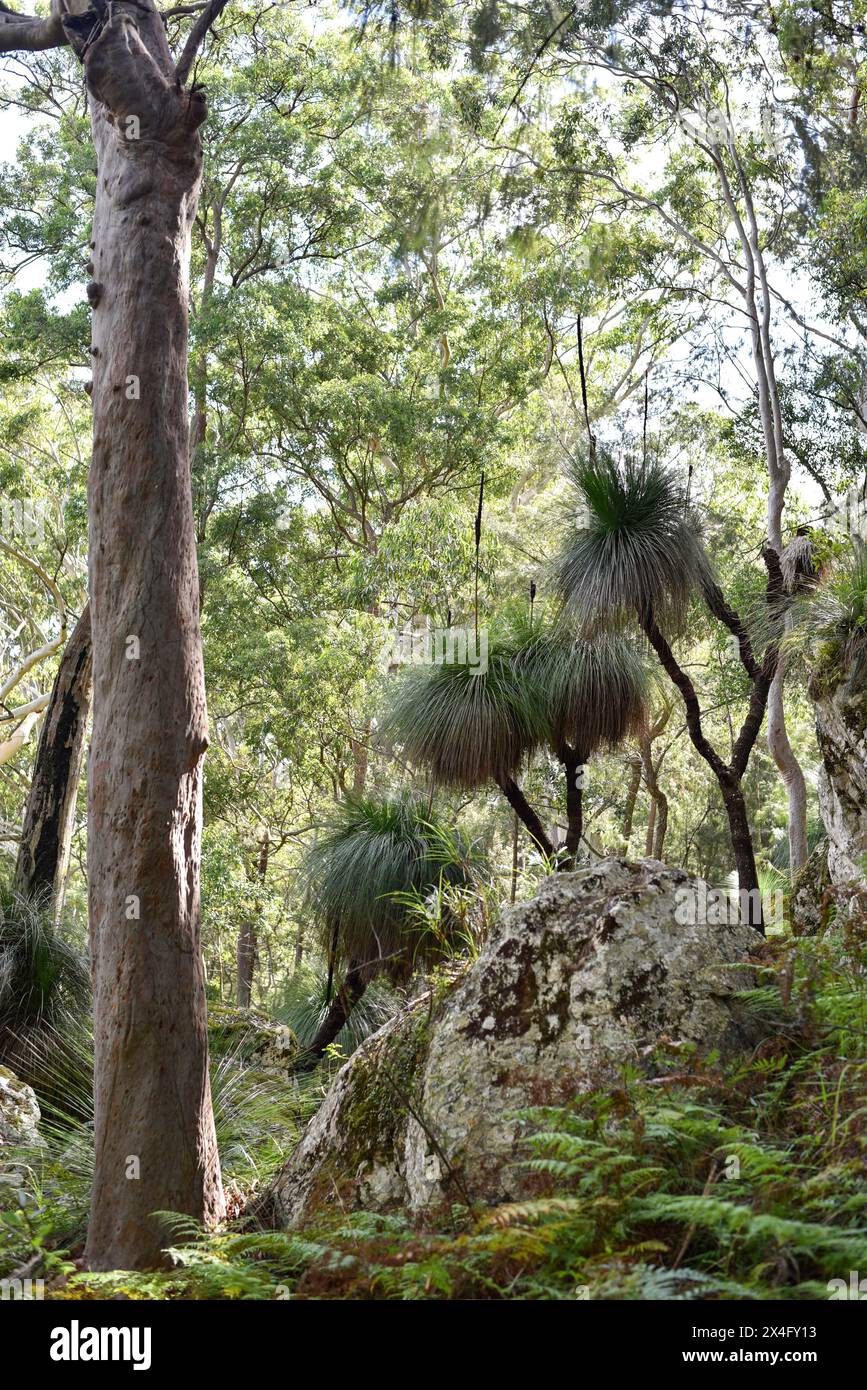 passeggia attraverso una foresta lussureggiante con felci e massi Foto Stock