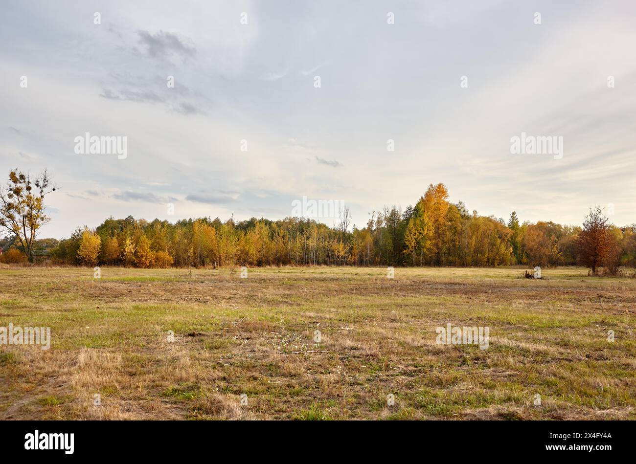 Foresta colorata contro il cielo e i prati. Splendido paesaggio di alberi e sfondo blu del cielo Foto Stock