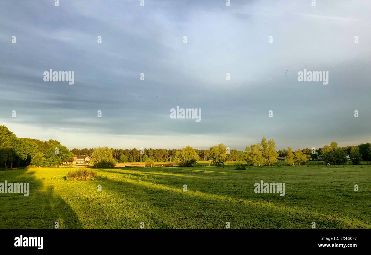 Questa immagine presenta un campo verde vibrante inondato dalla calda luce dorata di un sole di mattina presto. Le ombre lunghe si estendono sull'erba, aggiungendo profondità e consistenza al paesaggio. Alberi distanti allineano l'orizzonte, creando un confine naturale che incornicia il campo espansivo. Il cielo tranquillo, punteggiato da morbide nuvole, migliora la tranquillità di questo ambiente rurale. Paesaggio pastorale illuminato dal sole: Campo verde vivace e alberi lontani all'alba. Foto di alta qualità Foto Stock