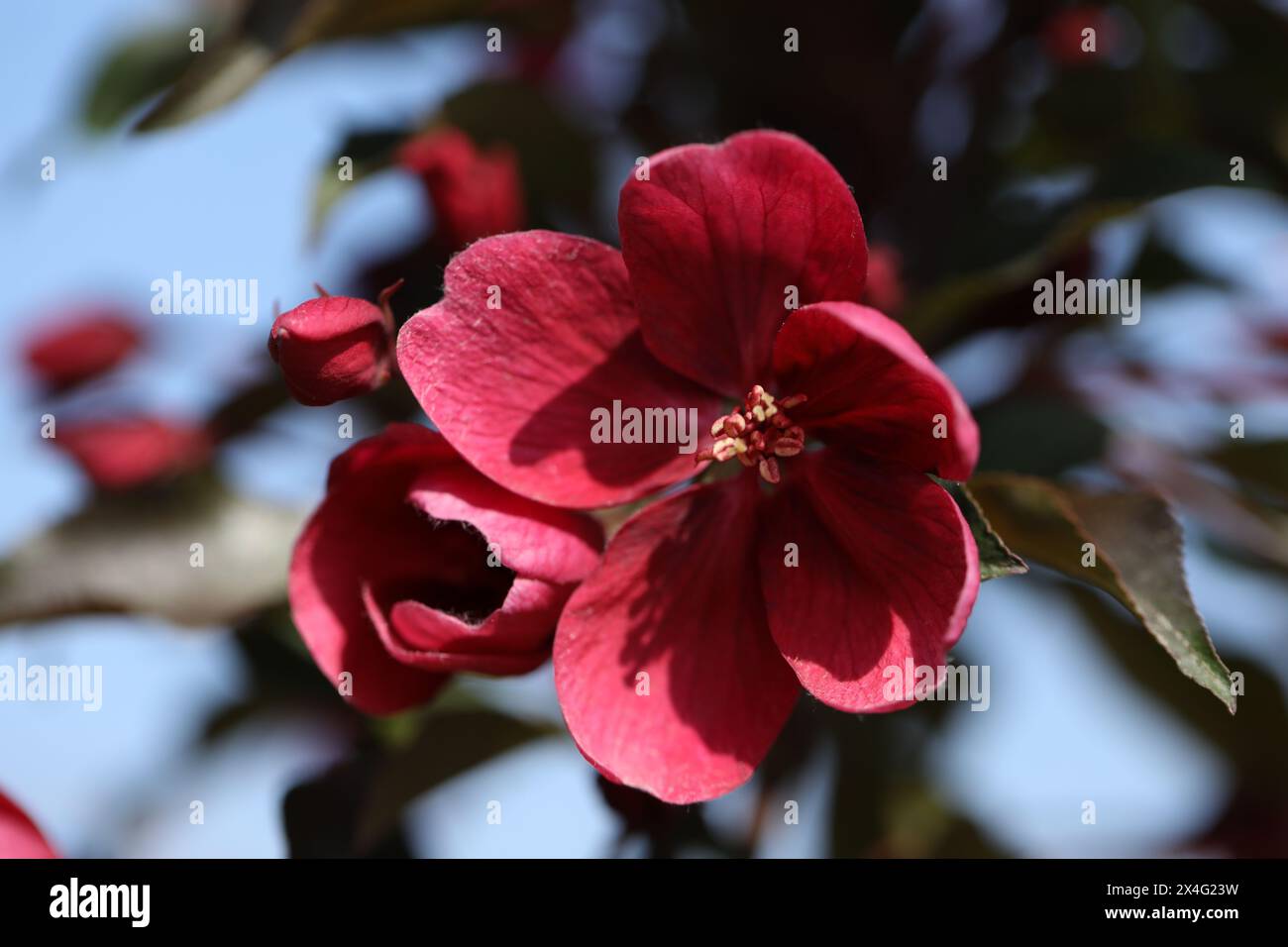La primavera dell'albero di mele è splendida. Fiore da vicino Foto Stock