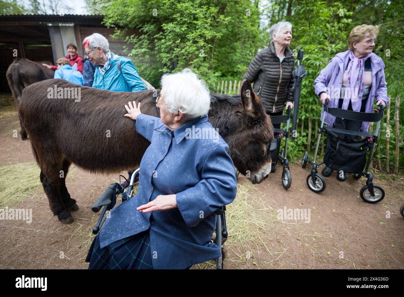 Heusweiler, Germania. 2 maggio 2024. Le donne con telai da passeggio stanno intorno a un asino. Un gruppo di anziani visita il Centro dell'asino di Neumühle, dove possono infarcare, spalmare e coccolare gli asini. Crediti: Oliver Dietze/dpa/Alamy Live News Foto Stock