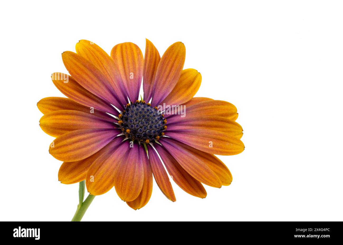 Camomilla africana, osteosperum isolato su sfondo bianco Foto Stock