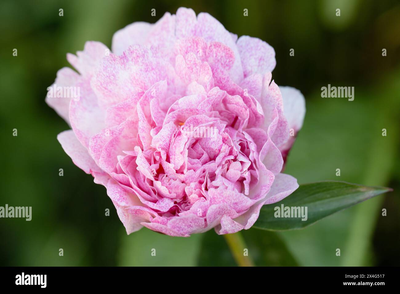 Peony the Fawn. Fiore di peonia rosa doppio. In giardino fioriscono bellissime peonie rosa. Foto Stock