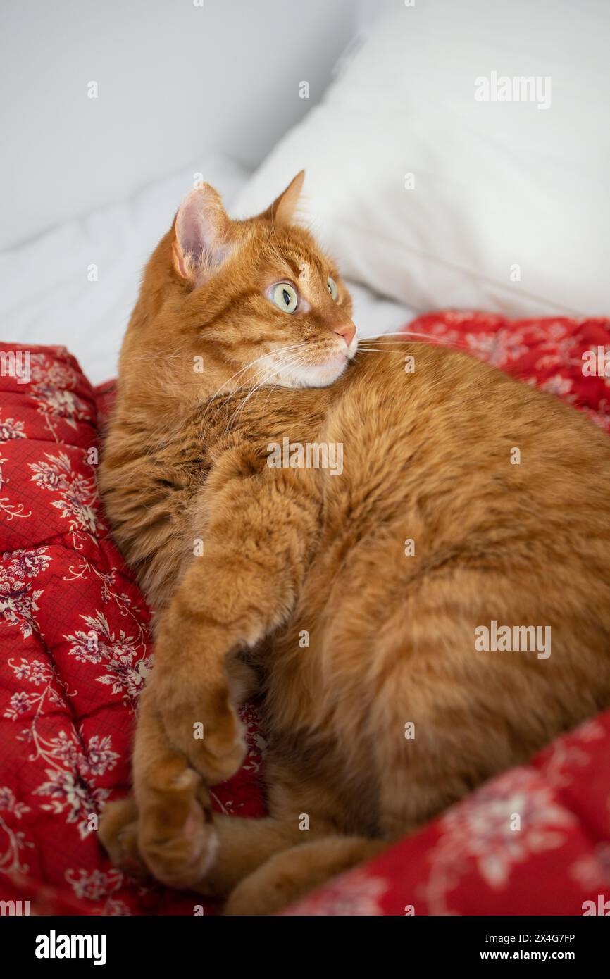 Gatto allo zenzero sorpreso nel letto su una coperta rossa con stampa floreale Foto Stock