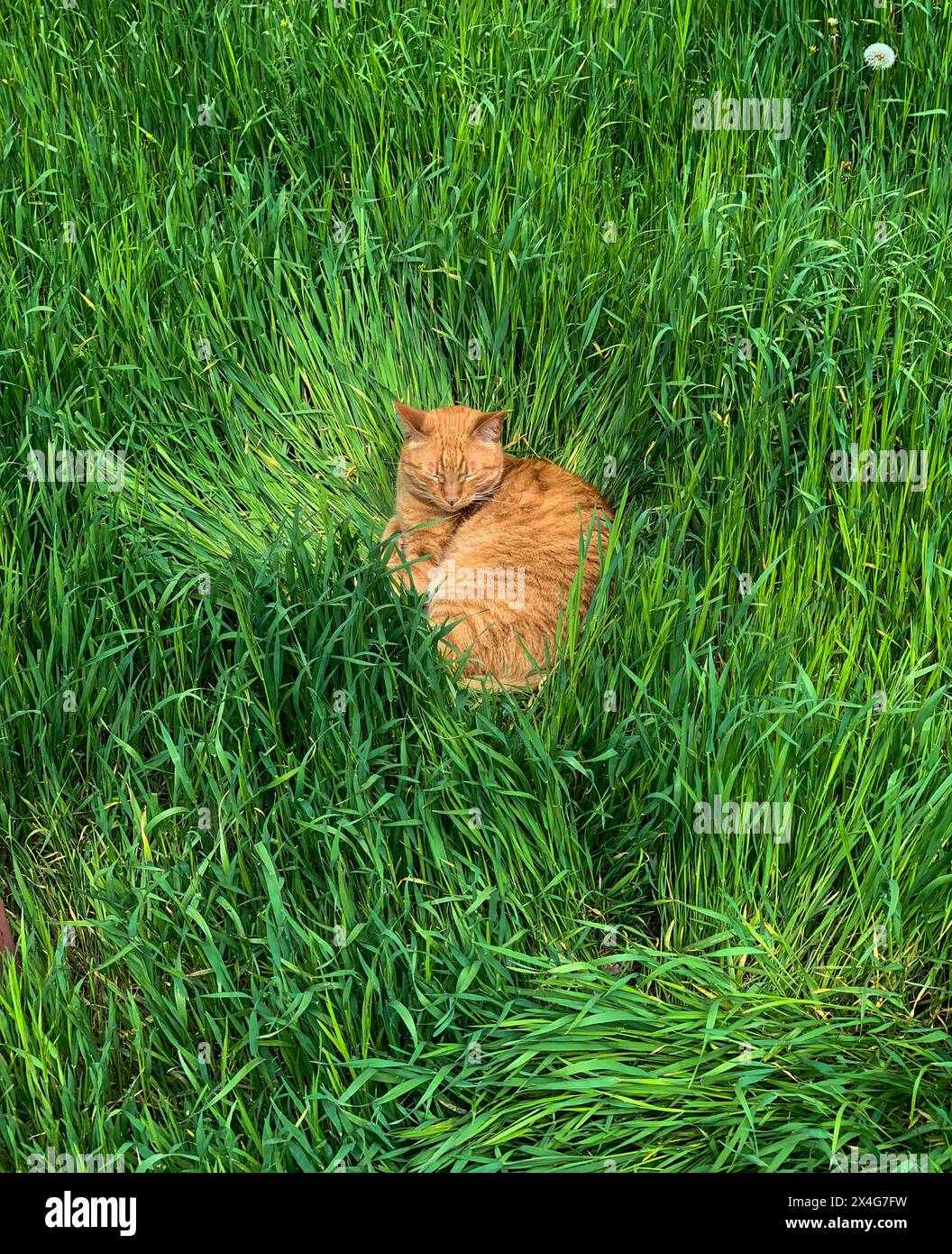 Il gatto rosso dorme nell'erba verde Foto Stock