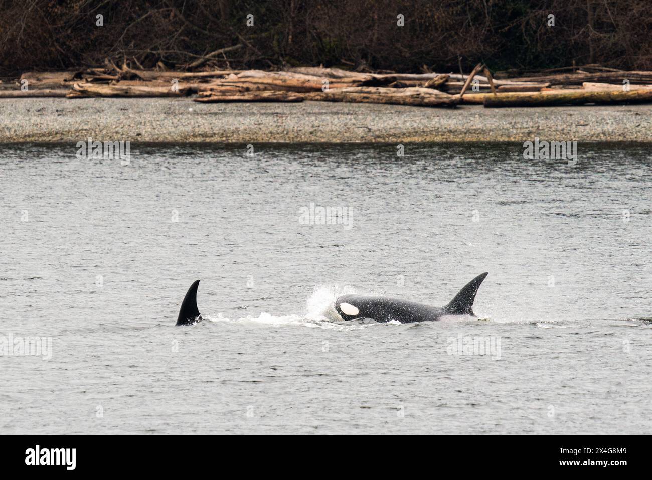 Due Bigg's Killer Whales viaggiano insieme a Puget Sound Foto Stock