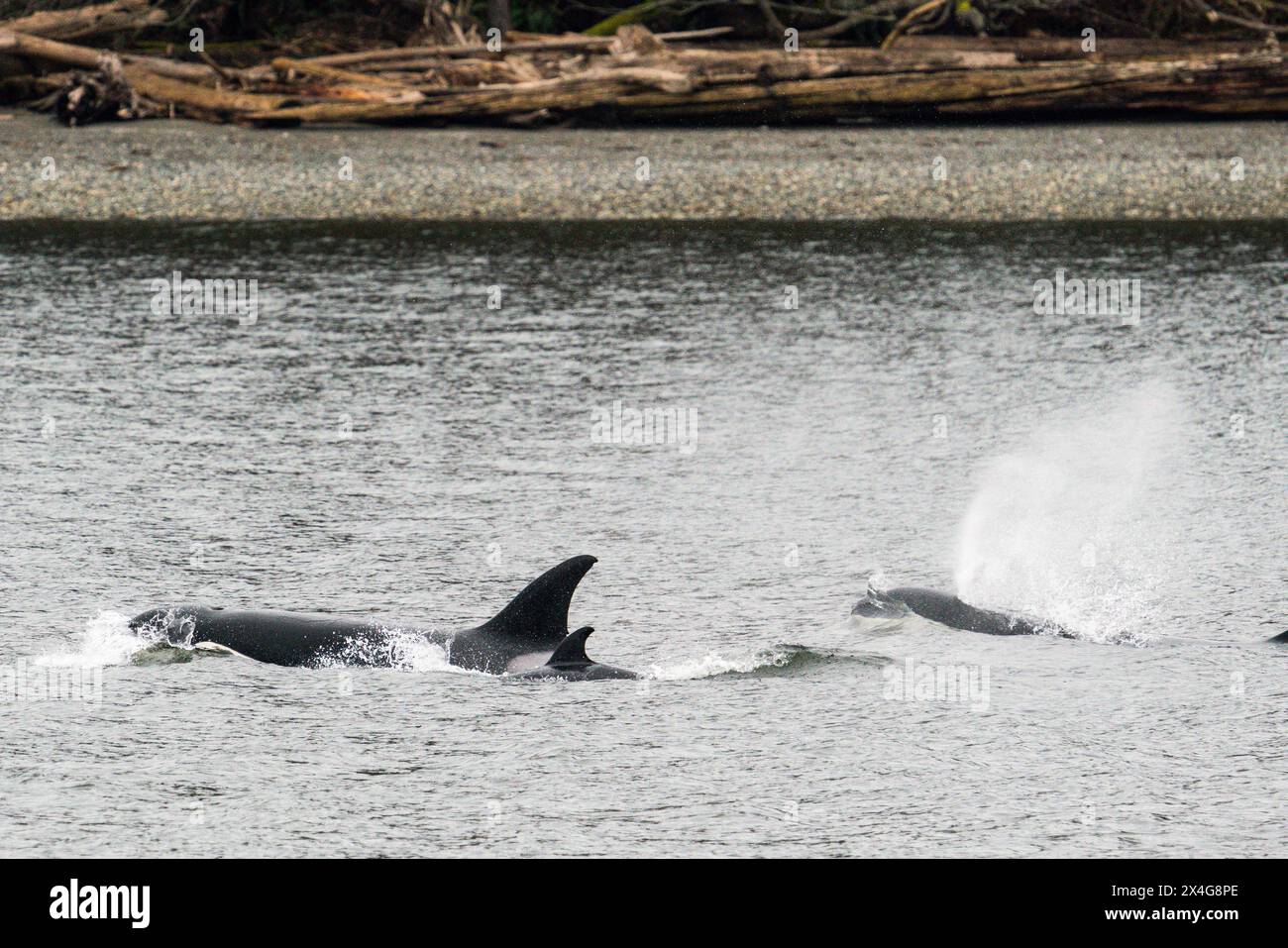 Orca pod T36B che nuotano attraverso Puget Sound Foto Stock