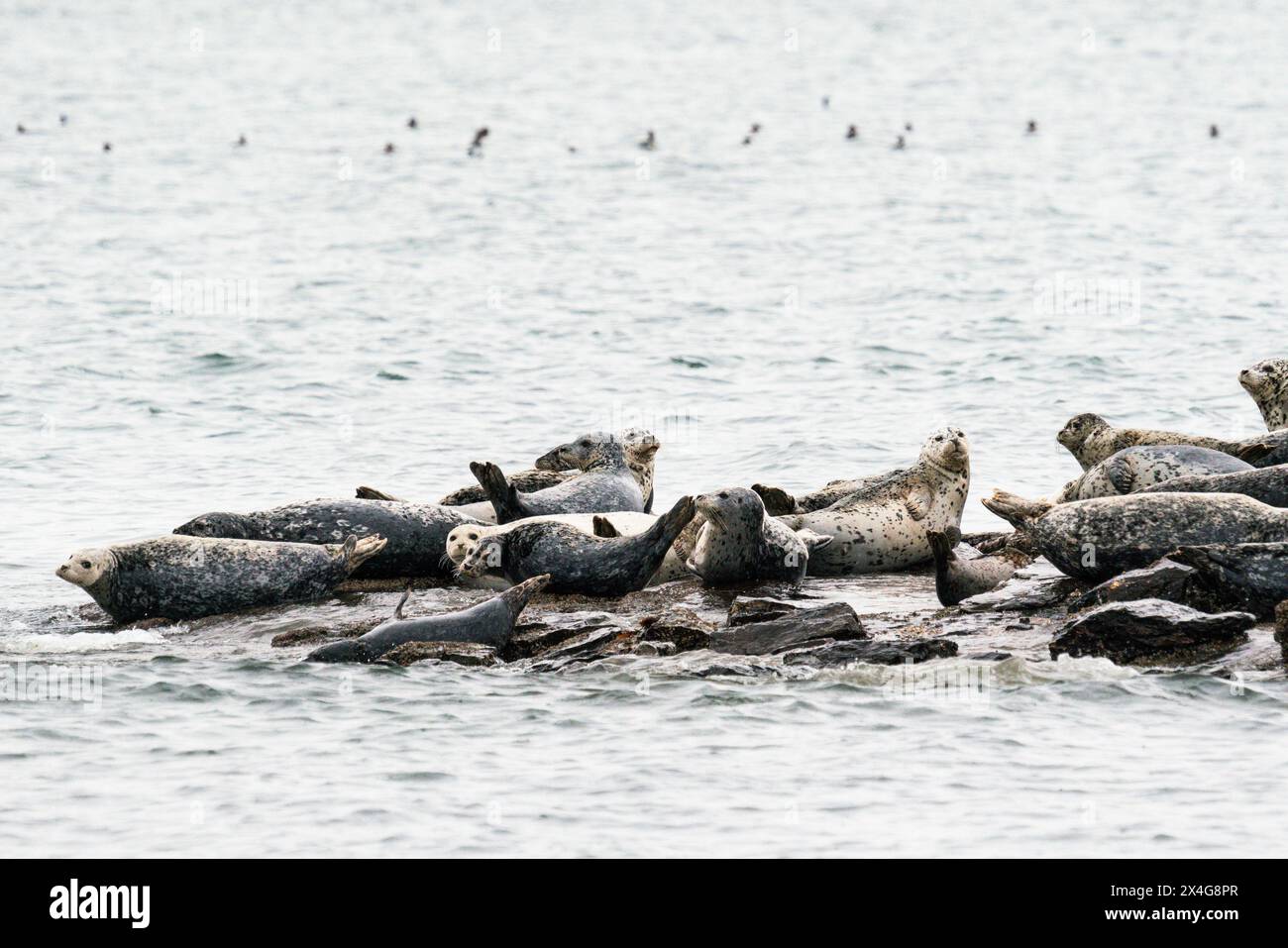 Un grande gruppo di foche del porto si è ritirato a Puget Sound Foto Stock