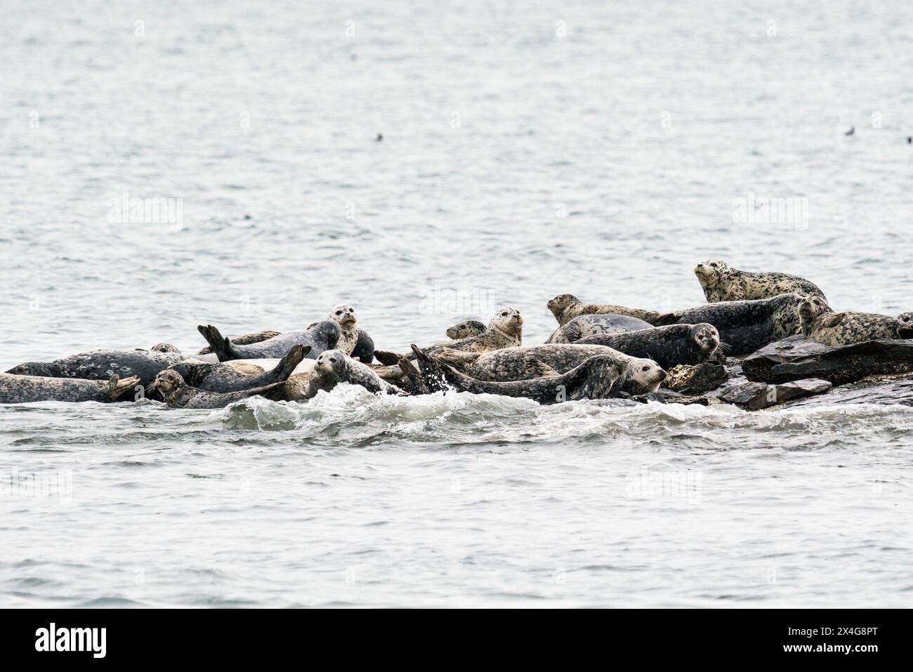 Ampia vista di un gruppo di foche del porto trasportate su una roccia Foto Stock