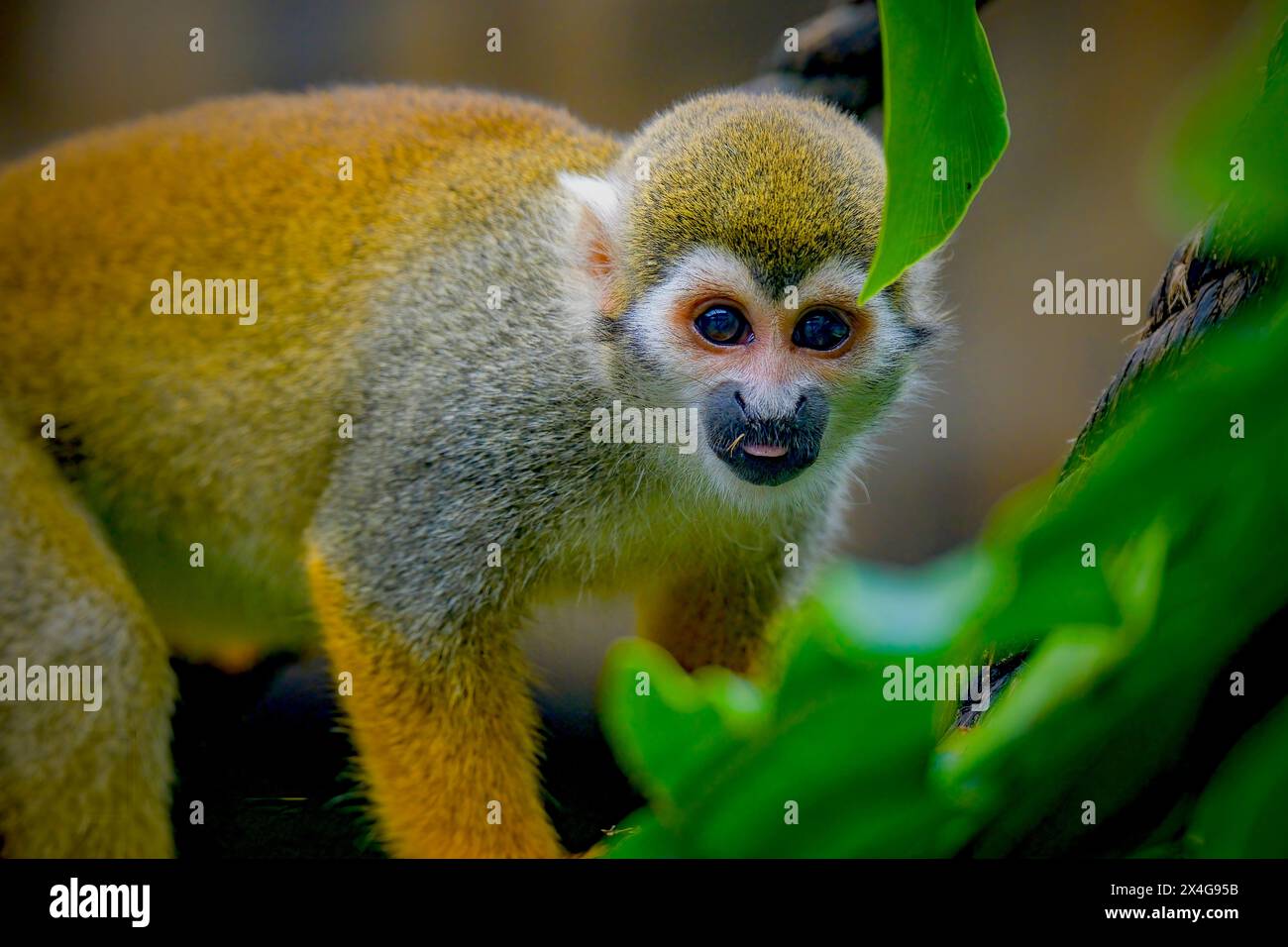 ritratto di una scimmia scoiattolo sull'albero Foto Stock