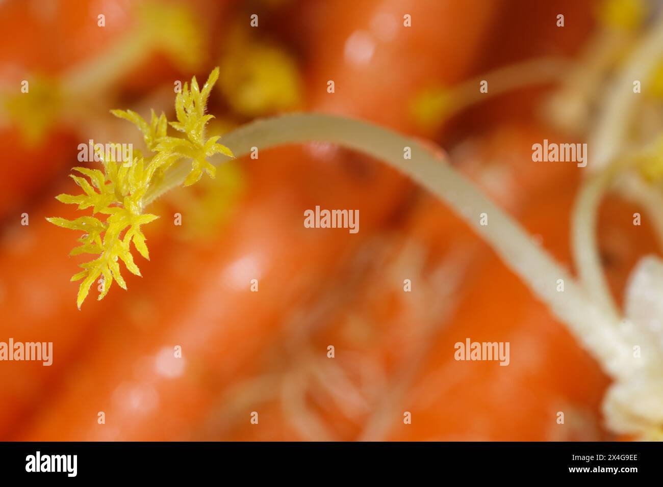 Daucus carota, i cui nomi comuni includono carota selvatica, carota selvatica europea, nido di uccello, pizzo vescovo e pizzo della regina Anna (Nord America), è una f Foto Stock
