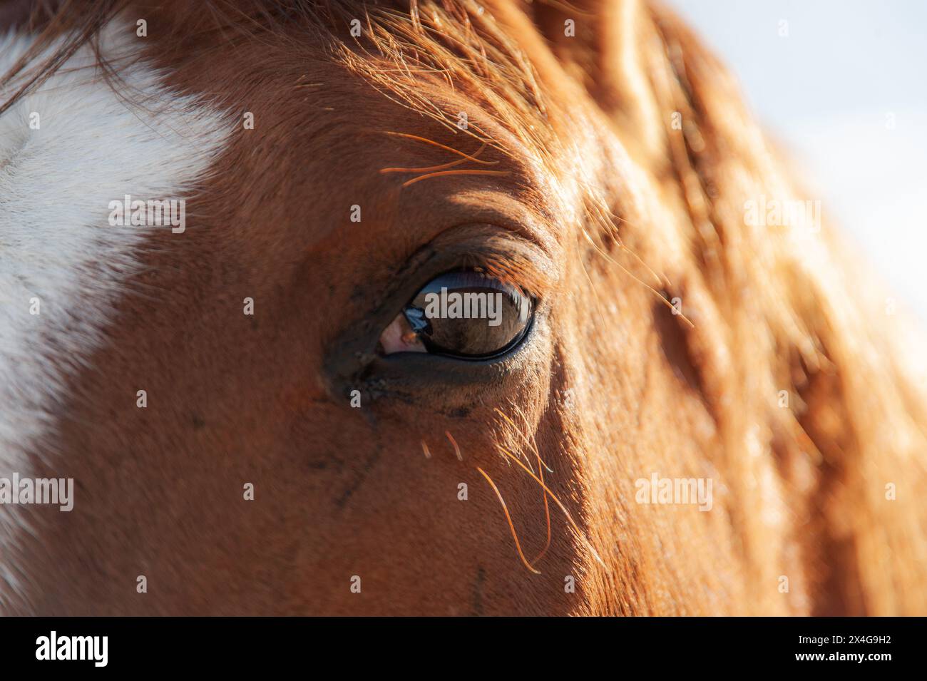 Primo piano dell'occhio di un cavallo che riflette la serenità Foto Stock