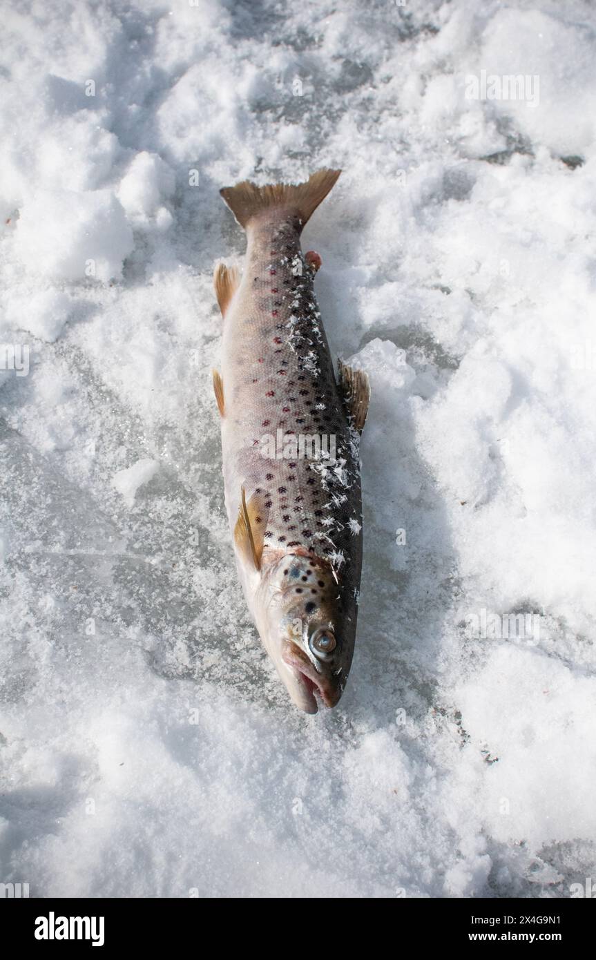 Trota fresca su una superficie innevata, un pesce fresco Foto Stock
