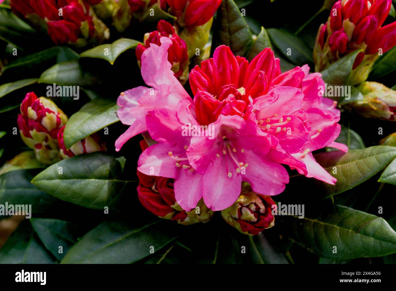 Rhododendron 'Polaris'. Foto Stock