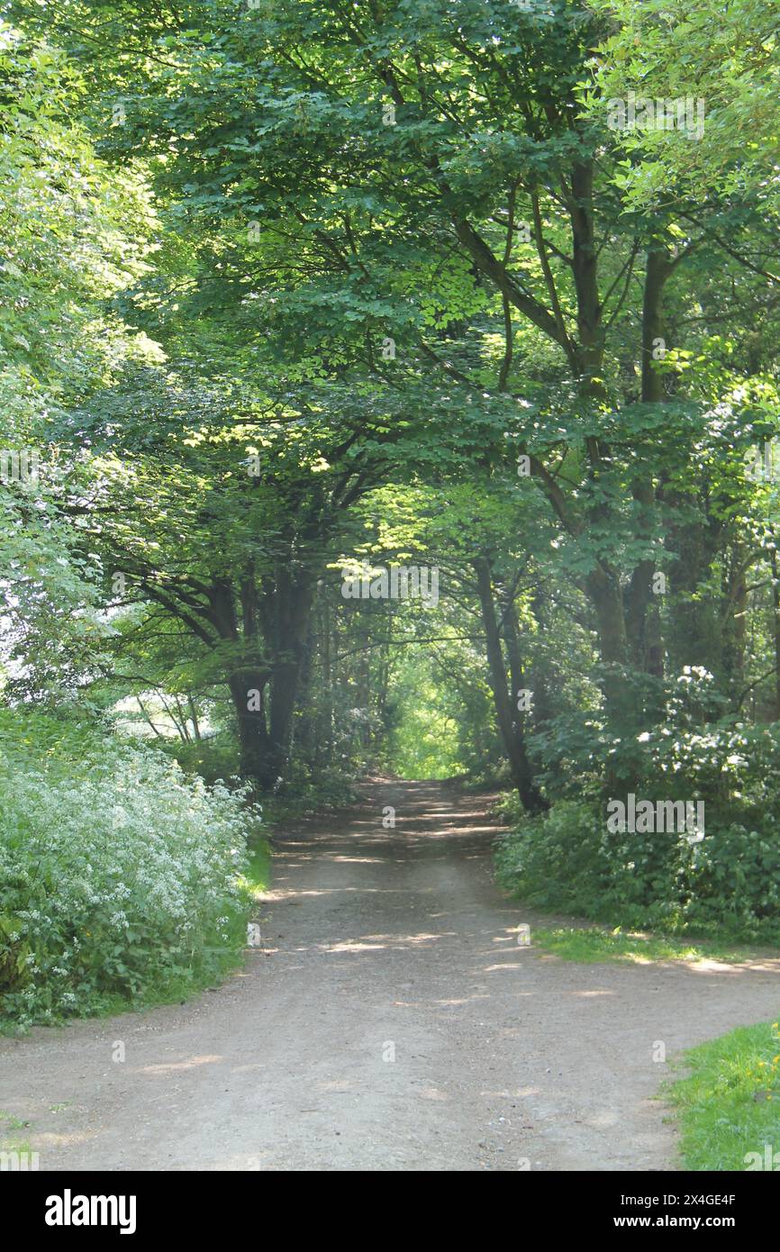 Il soleggiato Sunshine su un ampio sentiero di Woodland. Foto Stock