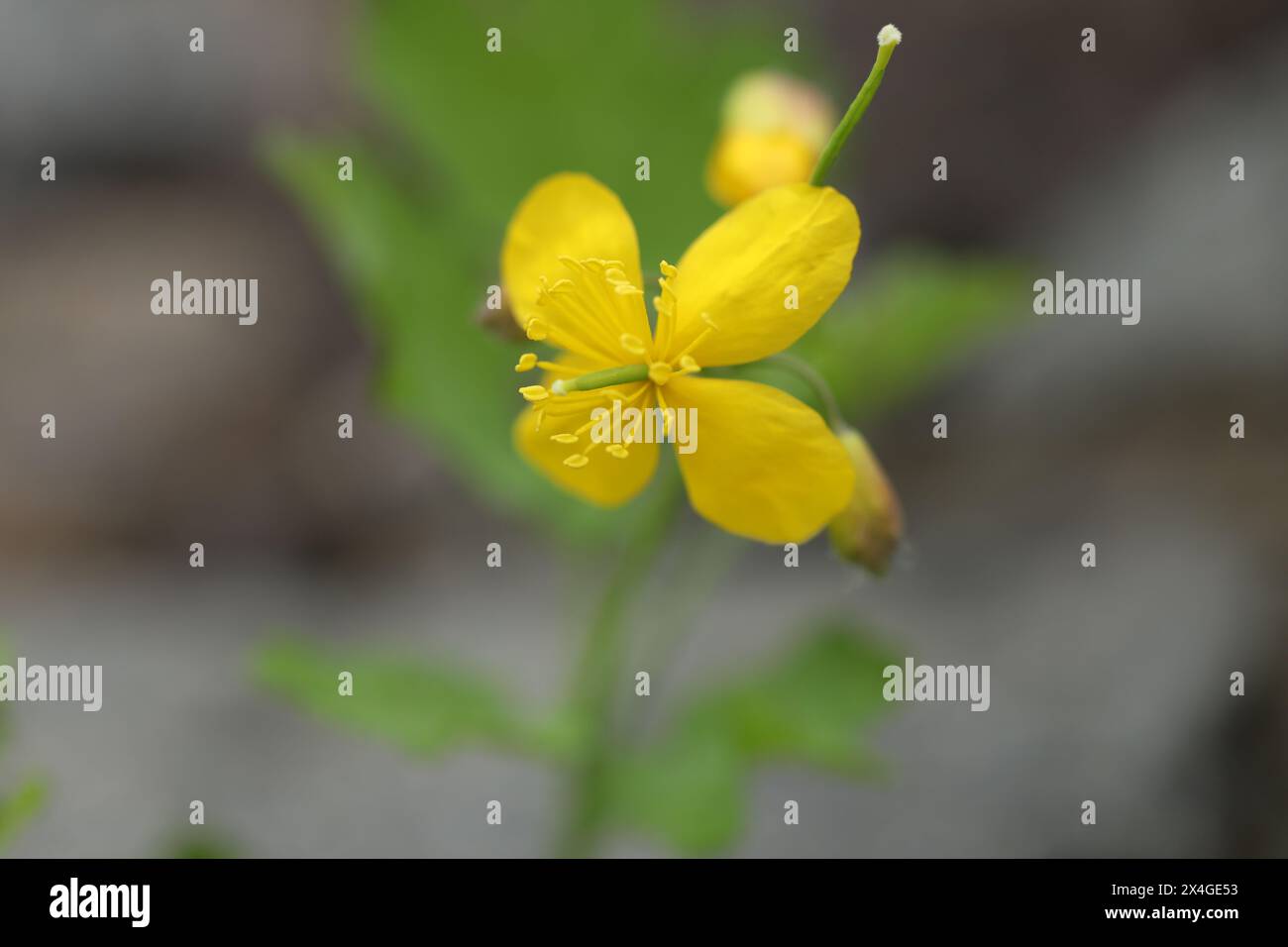 Fondo verde con fiori gialli di celandina Foto Stock