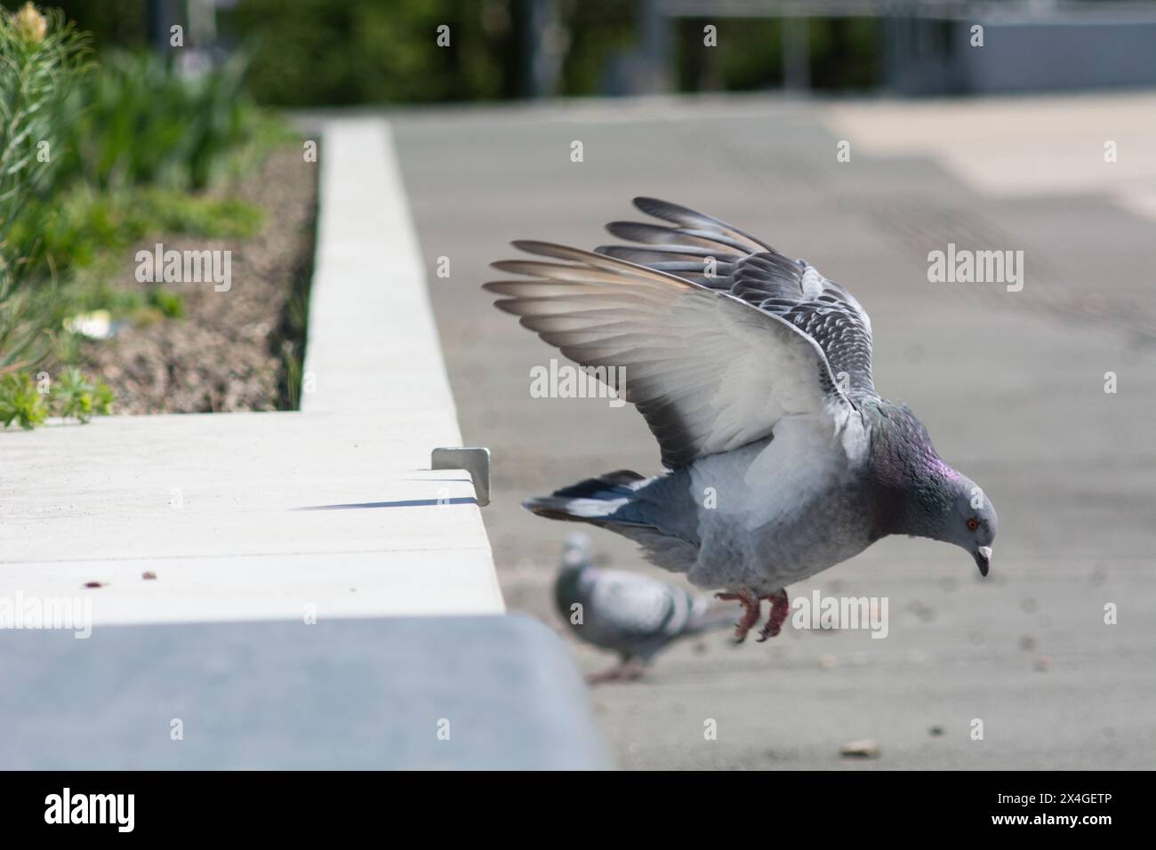Taube im Flug setzt zur Landung An Foto Stock