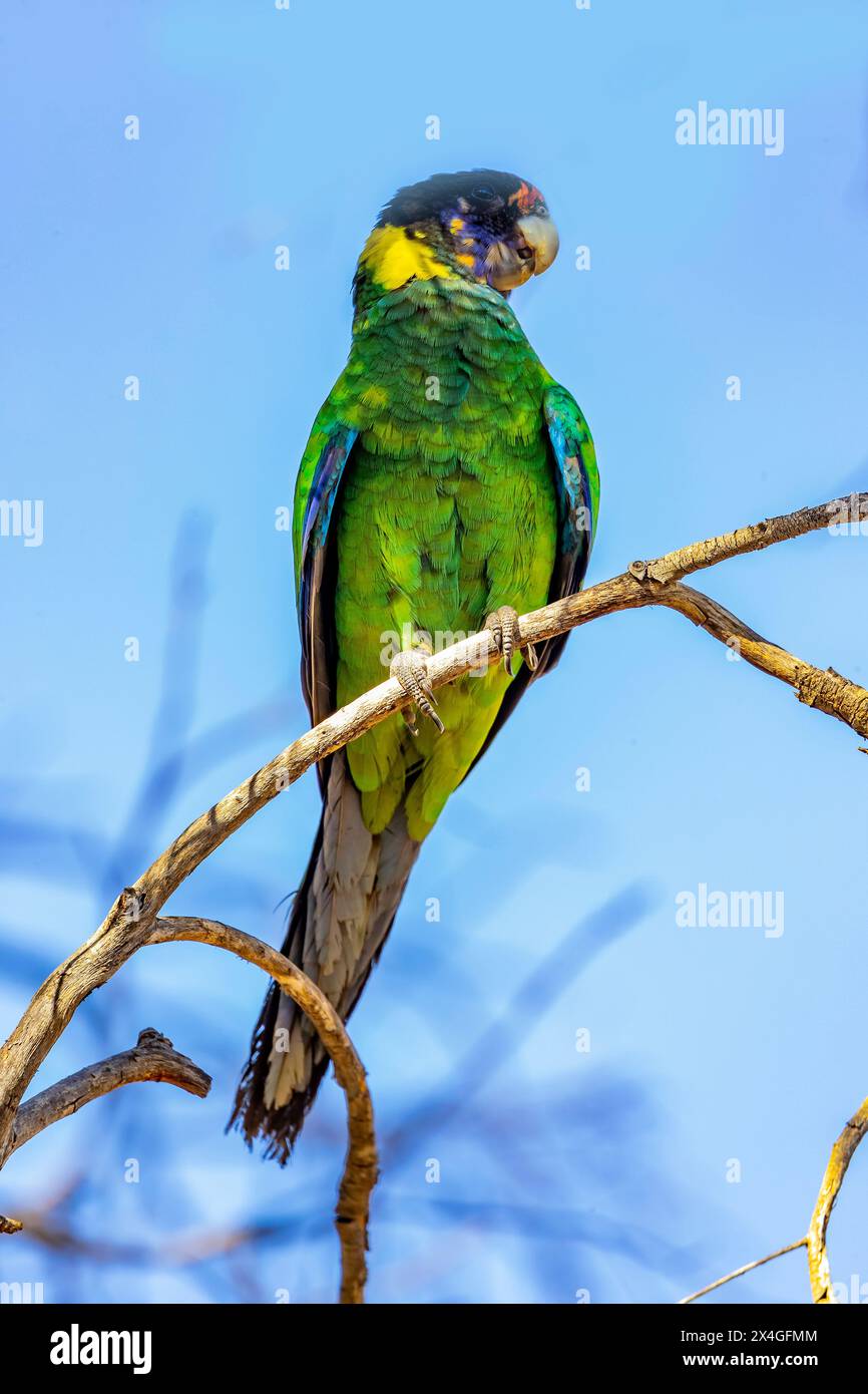 Il collo di anello australiano (Barnardius zonarius) si trovava vicino a Bickley, Perth Hills, Australia Occidentale. Foto Stock