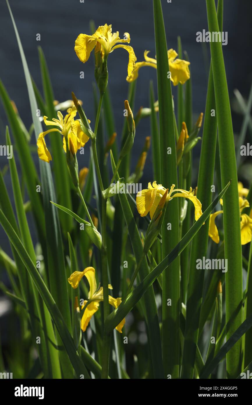 Iris giallo brillante che fiorisce sullo stagno con sfondo verde Foto Stock