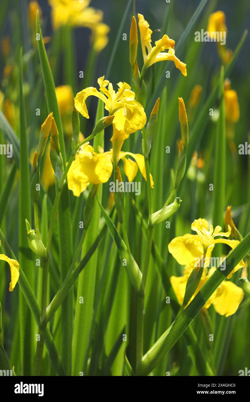 Iris giallo brillante che fiorisce sullo stagno con sfondo verde Foto Stock