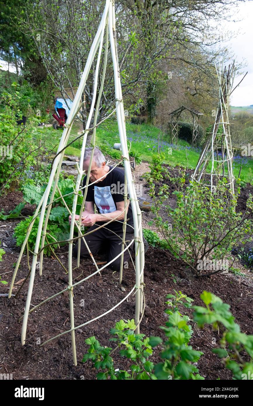 Uomo anziano nel giardinaggio primaverile che crea un telaio di supporto per la coltivazione di piselli dolci aprile Carmarthenshire Galles Regno Unito Gran Bretagna KATHY DEWITT Foto Stock