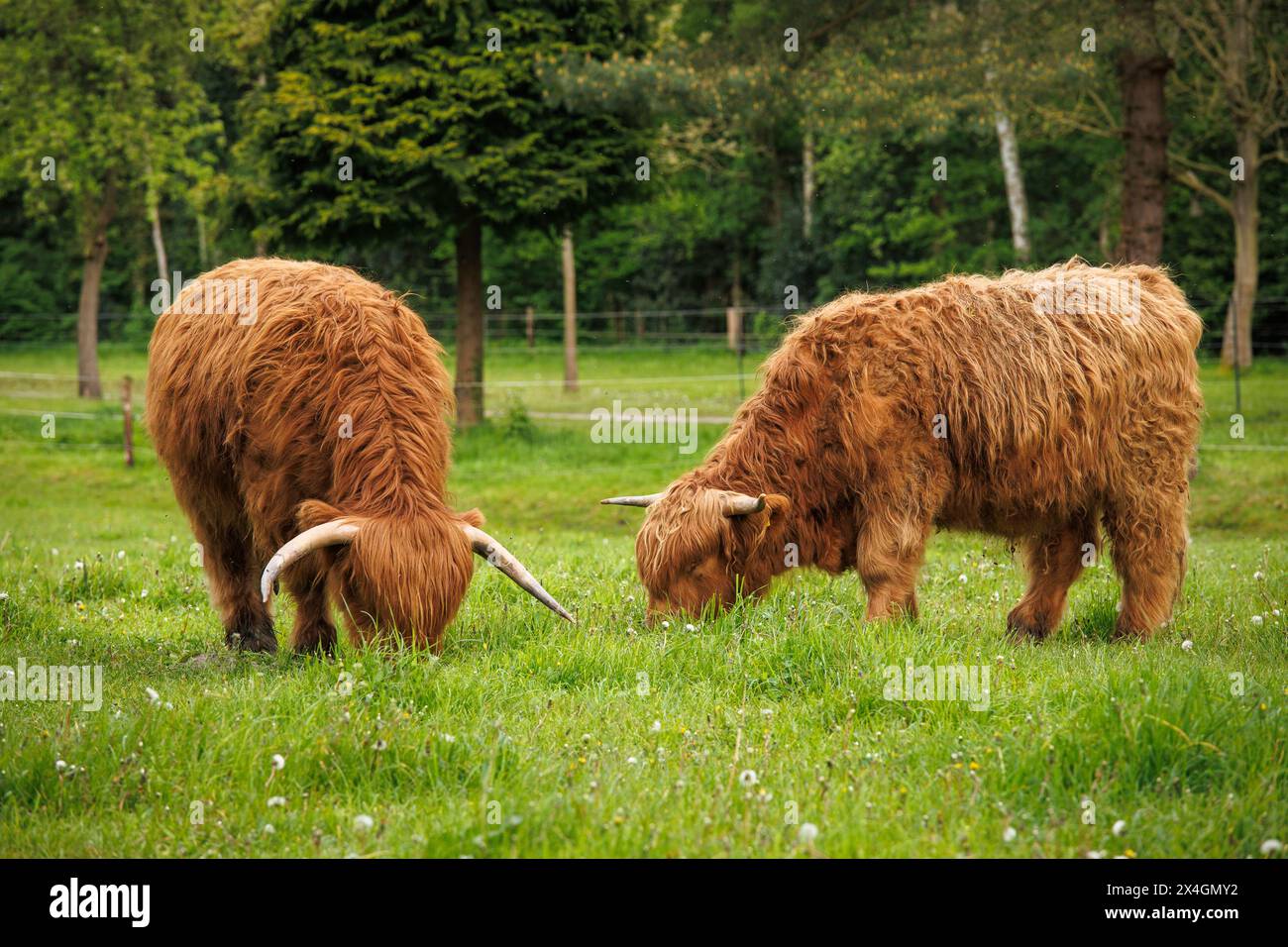 Bestiame di Galloway su un prato a Worpswede, bassa Sassonia, Germania. Galloway-Rinder auf einer Wiese a Worpswede, Niedersachsen, Deutschland. Foto Stock