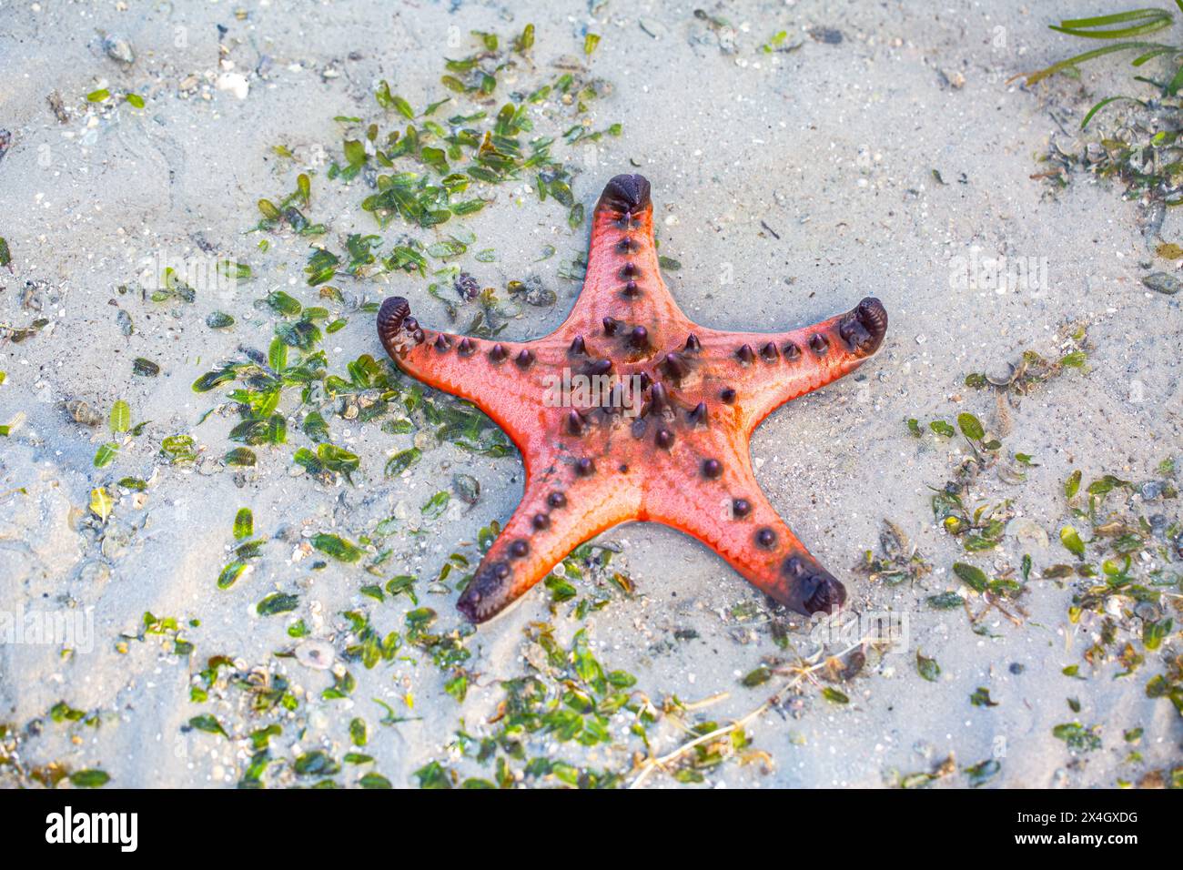 Mare abbondante e natura bellissima. Nel mare tranquillo della provincia di Krabi. Stelle rosse sulla riva all'alba. Le stelle marine arancioni si muovono lentamente Foto Stock