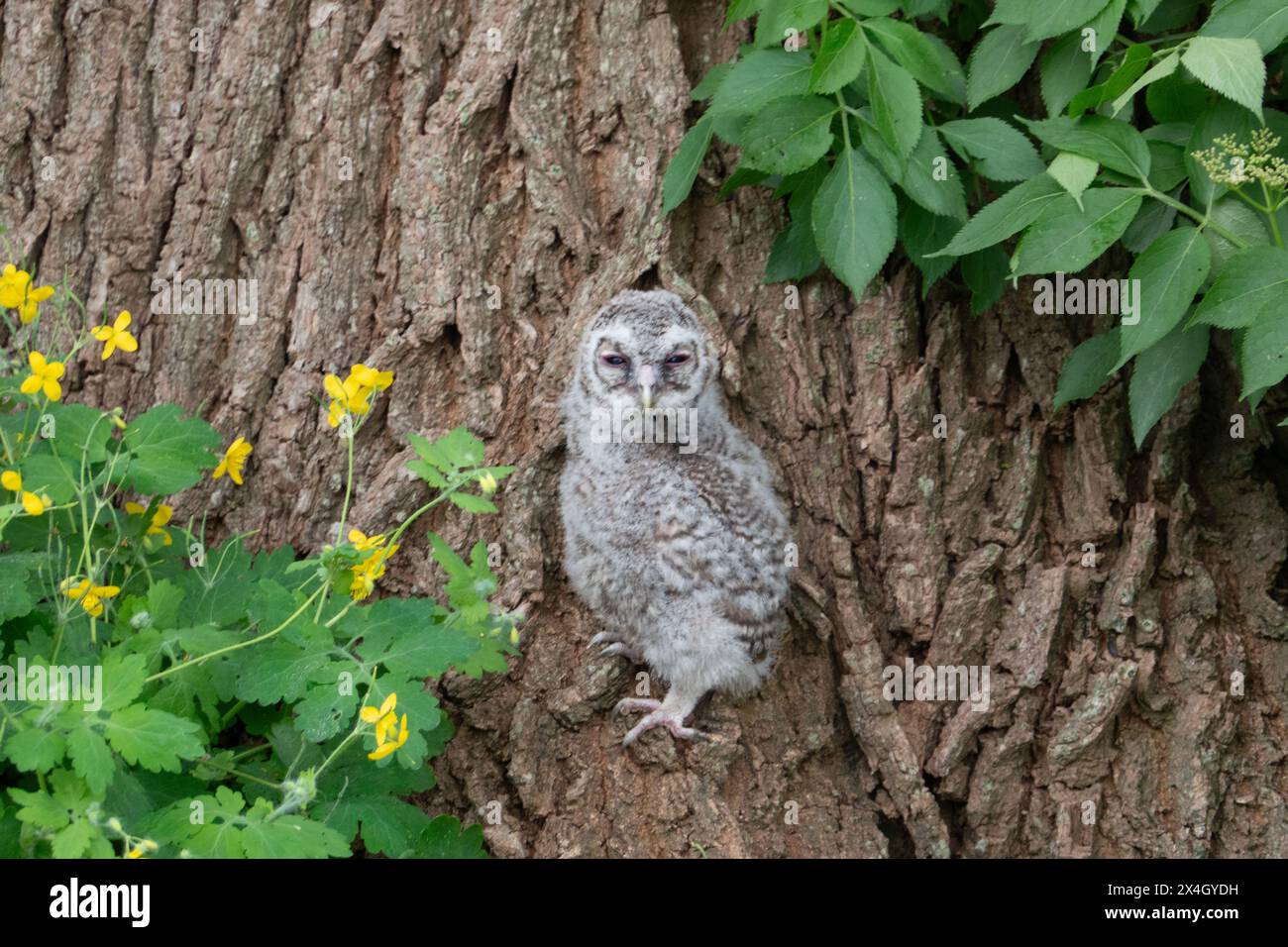 Giovane gufo di Tawny ai piedi di un albero di quercia, tra la grande celandina fiorita e il Vecchio Foto Stock