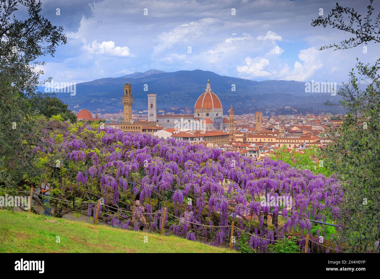 Primavera di Firenze: Cattedrale di Santa Maria del Fiore vista dal Giardino Bardini con tipica glicine in fiore. Foto Stock