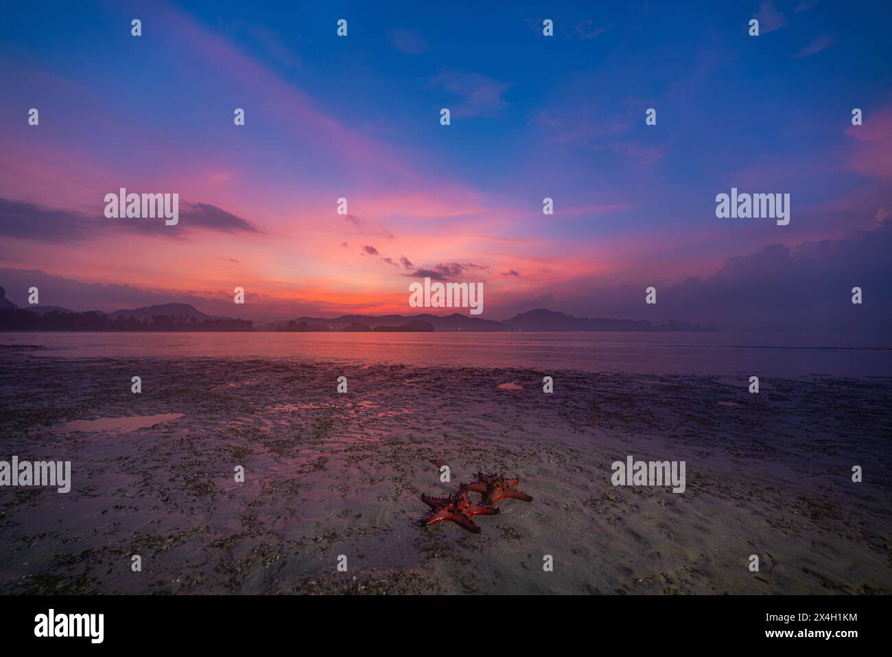 Mare abbondante e natura bellissima. Nel mare tranquillo della provincia di Krabi. Stelle rosse sulla riva all'alba. Le stelle marine arancioni si muovono lentamente Foto Stock