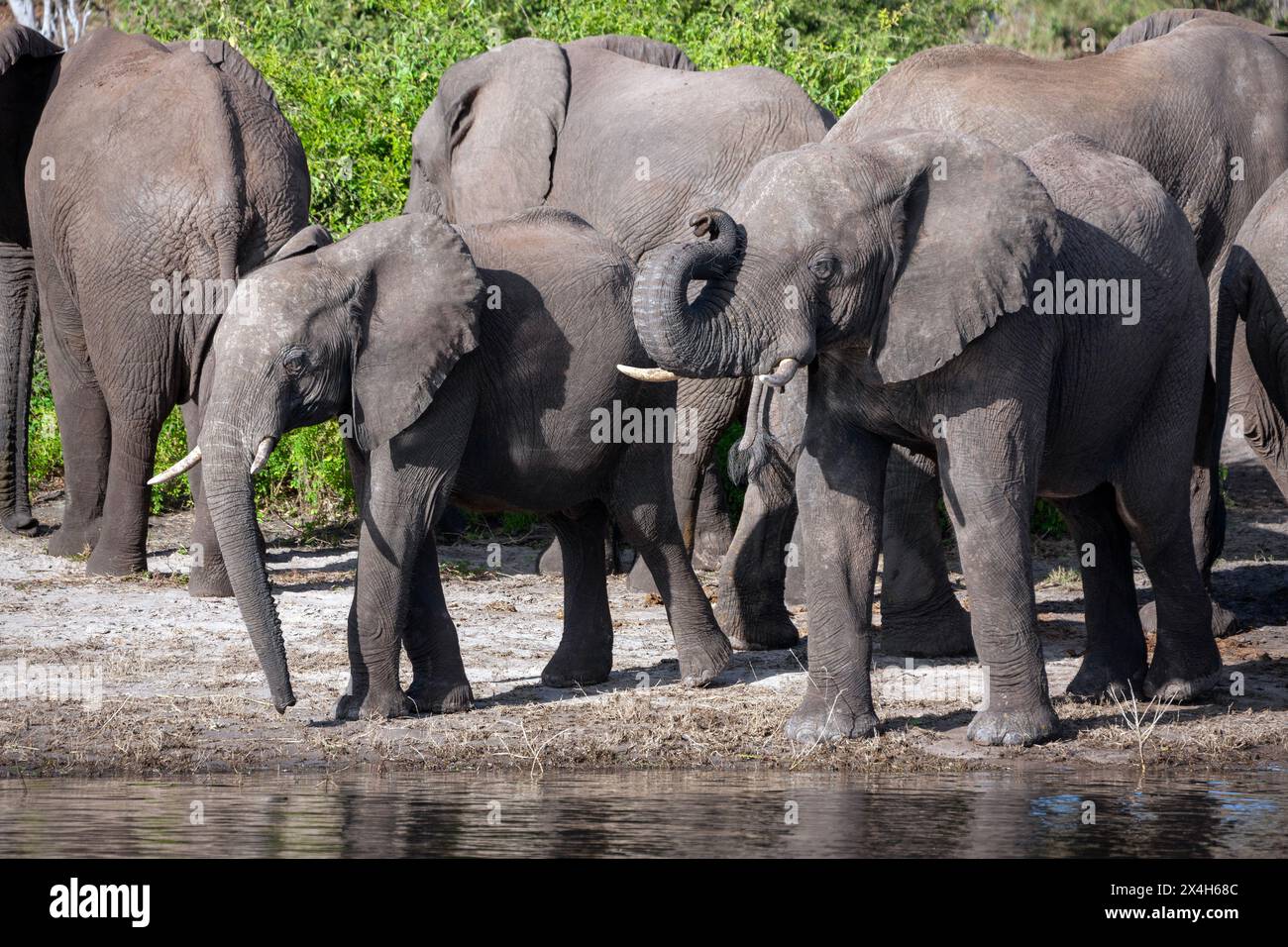 Grande gruppo dell'elefante africano (Loxodonta africana) bere presso il fiume Chobe in Botswana. Foto Stock