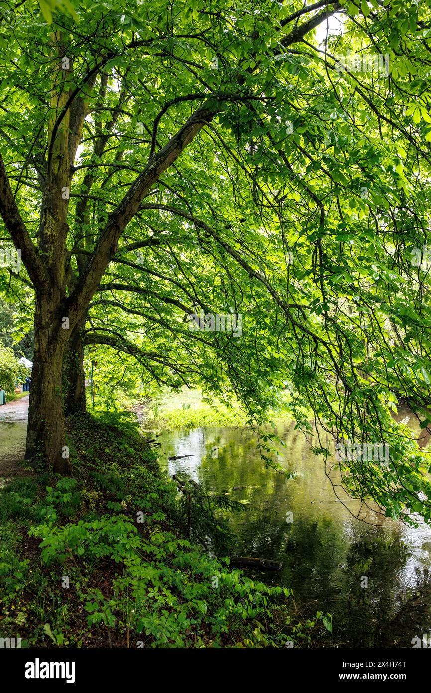 Alberi antichi nel fossato del castello di Tuernich, Kerpen-Tuernich, Renania settentrionale-Vestfalia, Germania. alte Baeume am Wassergraben von Schloss Tuernich, Kerpen-T. Foto Stock