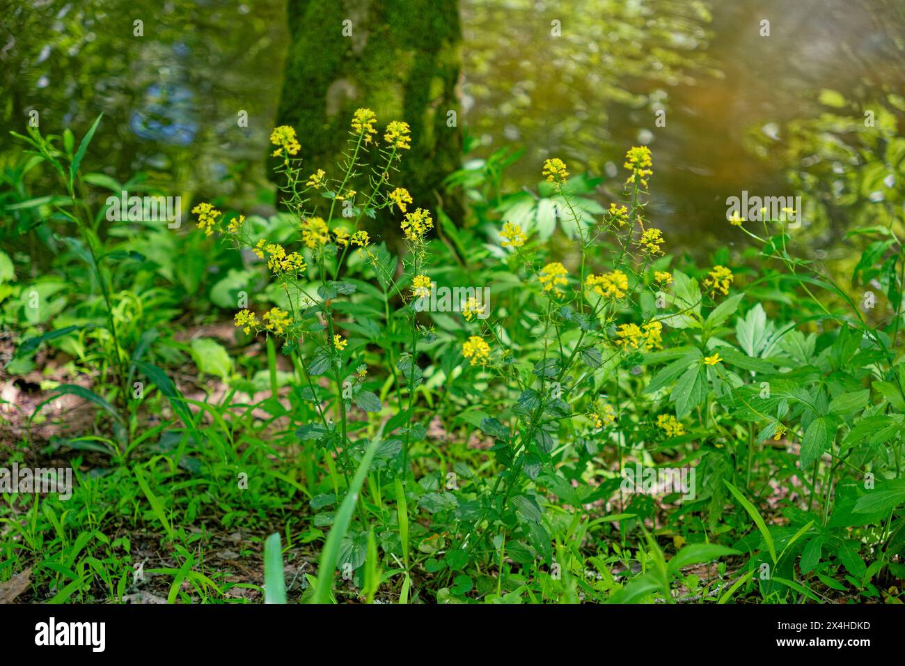 Rucola gialla o crescione invernale in fiore con piccoli gruppi di fiori gialli su uno stelo che cresce lungo il torrente mescolati con altre vegetazione selvaggia c Foto Stock