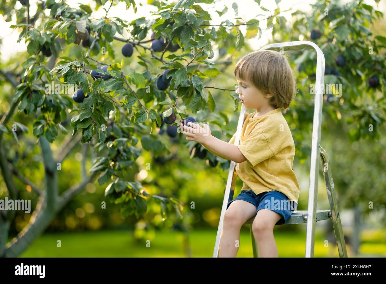 Un bambino carino che aiuta a raccogliere prugne nel frutteto di prugne in estate. Bambino che raccoglie frutta in giardino. Cibo fresco e salutare per i bambini. Dado di famiglia Foto Stock