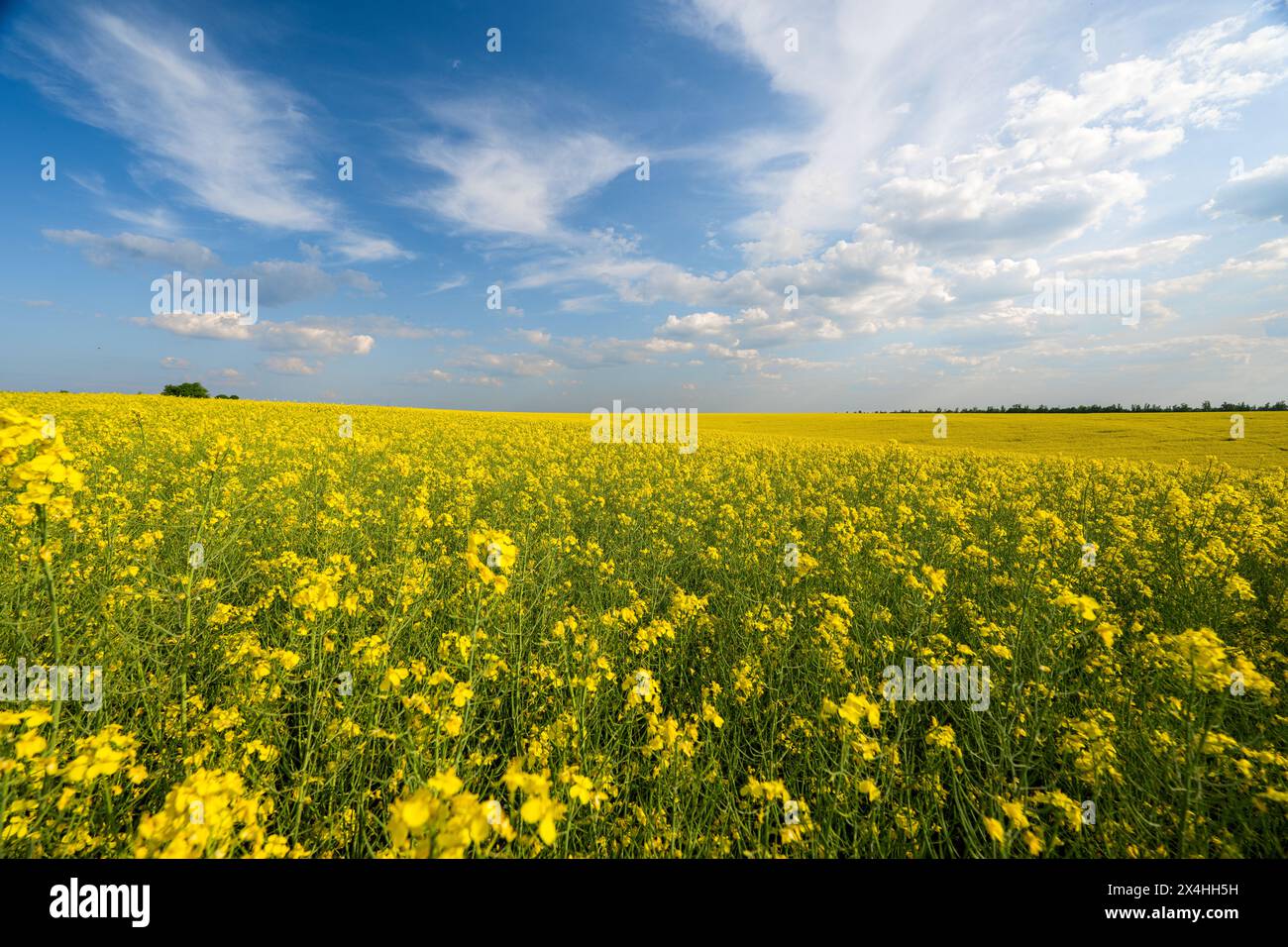 campo con semi di colza in fiore in una giornata di sole Foto Stock