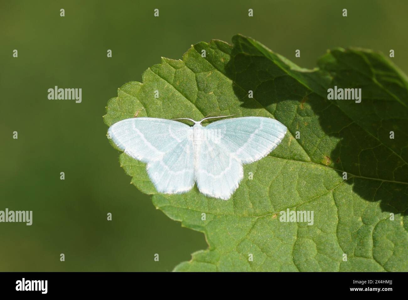 Primo piano falena geometrica piccolo smeraldo (Jodis lactearia). Tribù Hemitheini. Sottofamiglia geometrinae. Family Geometridae (famiglia geometridae). Su una foglia. Giardino olandese, primavera, Foto Stock