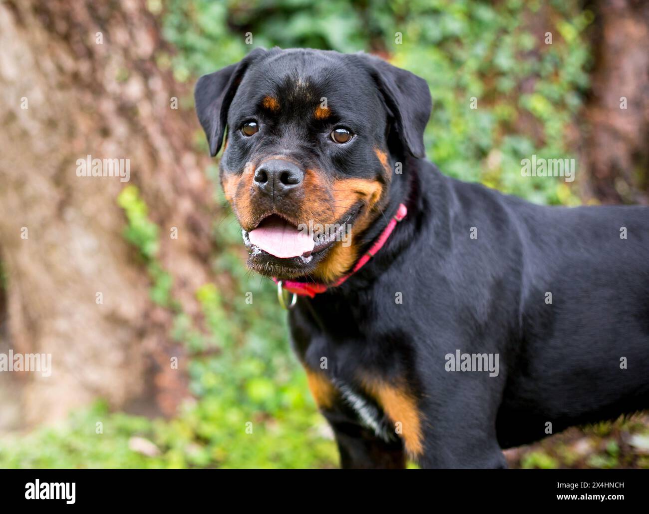 Un simpatico cane Rottweiler di razza pura con un'espressione felice Foto Stock