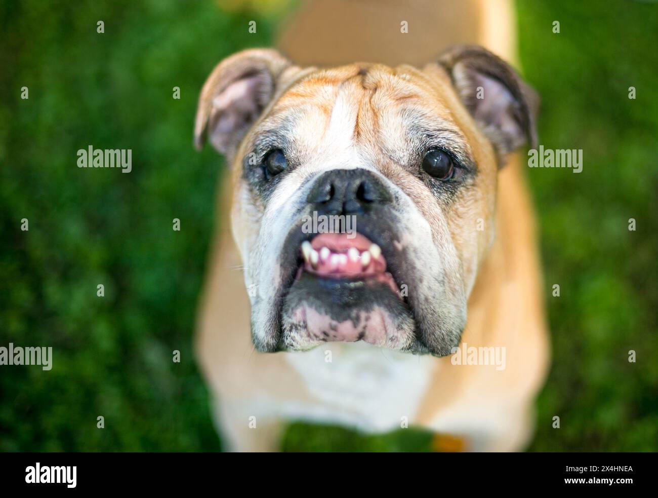 Un Bulldog inglese di razza pura con un underbite e denti storti Foto Stock