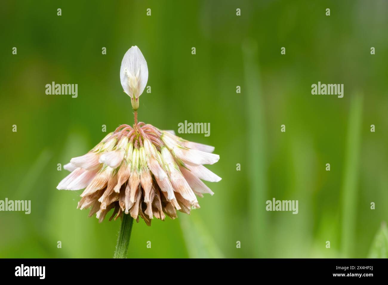 Alzatevi sopra. Un'esposizione unica di un tipico trifoglio bianco. Molto spazio per il testo. Raleigh, Carolina del Nord. Foto Stock