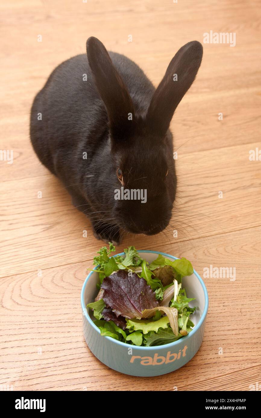 coniglio nano nero in una ciotola contenente foglie di lattuga Foto Stock