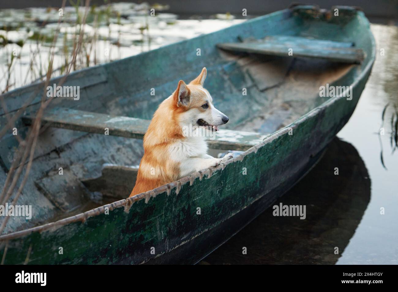 Un tranquillo cane corgi gallese di Pembroke siede a bordo di una vecchia barca a remi, guardando le acque calme Foto Stock