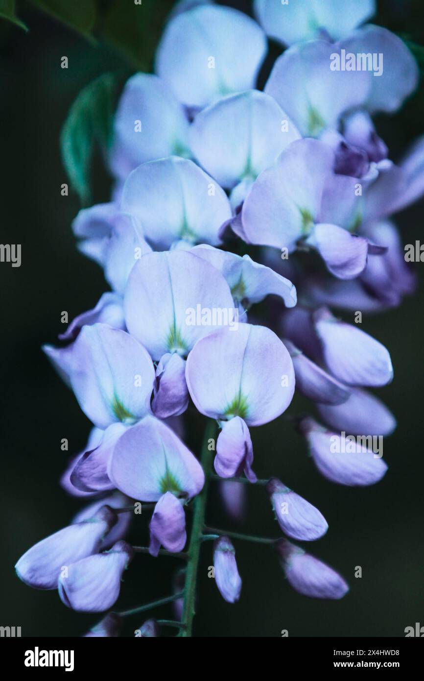 Ramo di albero di glicine in fiore Foto Stock