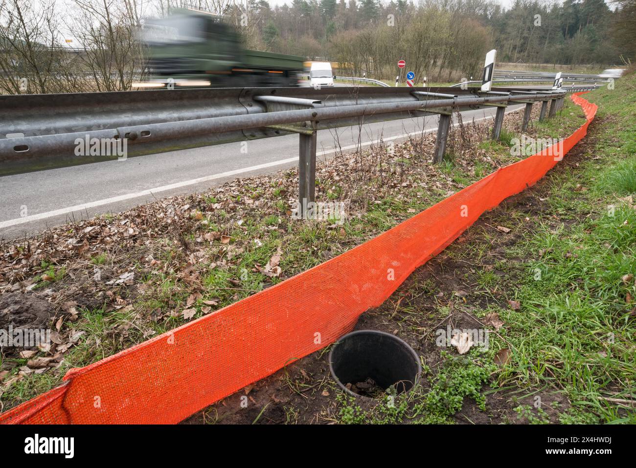 Rospi comuni (Bufo Bufo) in un secchio sepolto nel terreno accanto a una recinzione anfibia di colore arancione, recinzione protettiva, barriera accanto a una trafficata Foto Stock