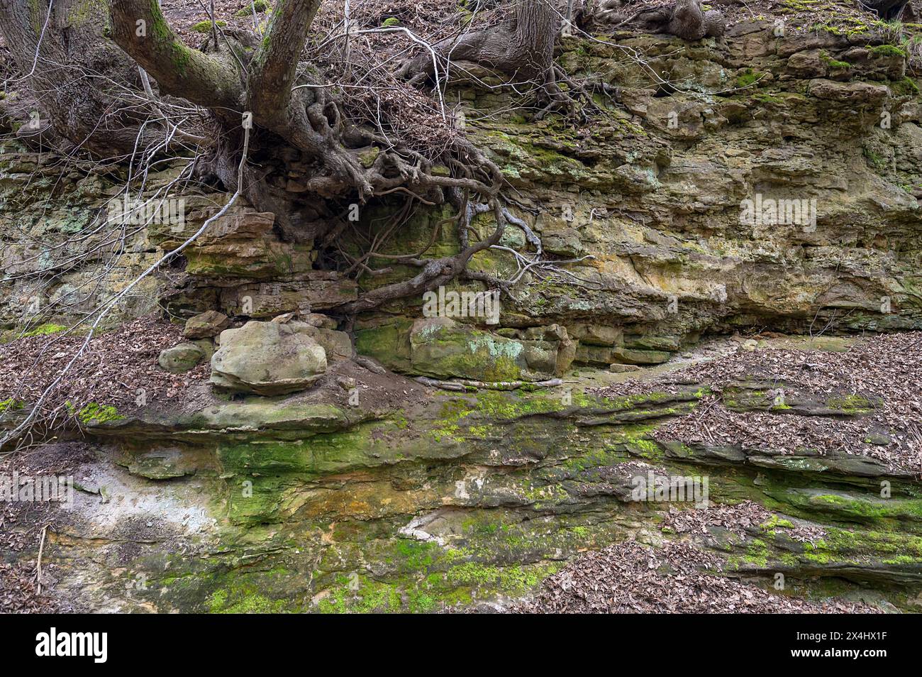 Strati di roccia con radici arboree nello storico fossato del castello di Altentahann, Franconia media, Baviera, Germania Foto Stock